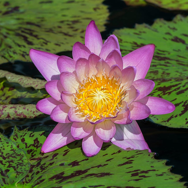 Women'S Perfume, Eau De Toilette EDT Spray, 3.4 Fl Oz