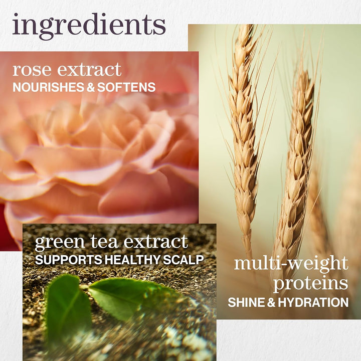 Hydrate Shampoo - for Dry or Color Treated Hair, Moisturizing Shampoo for Hydration & Softness, with Rose Extract & Green Tea, Vegan & Sulfate-Free