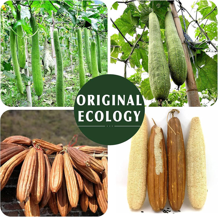 Natural Loofah Sponge Exfoliating Body Scrubber (3 Pack),Made with Eco-Friendly and Biodegradable Shower Luffa Sponge, Loofah for Women and Men, Beige